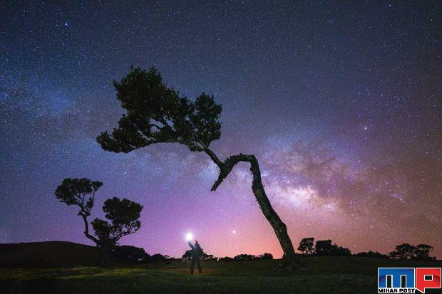 نگاهی به درختان 500 ساله در جنگل جزیره مادیرا + عکس 5 جنگل جزیره مادیرا