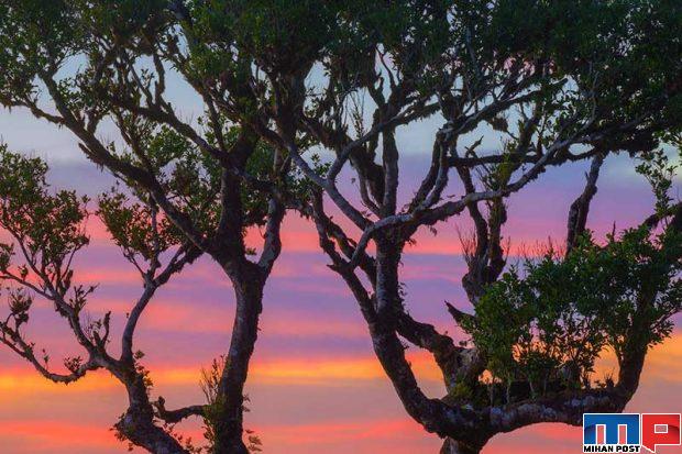 نگاهی به درختان 500 ساله در جنگل جزیره مادیرا + عکس 16 جنگل جزیره مادیرا