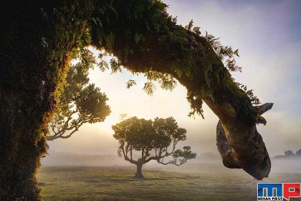 نگاهی به درختان 500 ساله در جنگل جزیره مادیرا + عکس 6 جنگل جزیره مادیرا