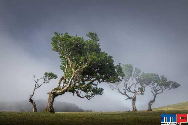نگاهی به درختان 500 ساله در جنگل جزیره مادیرا + عکس 17 جنگل جزیره مادیرا