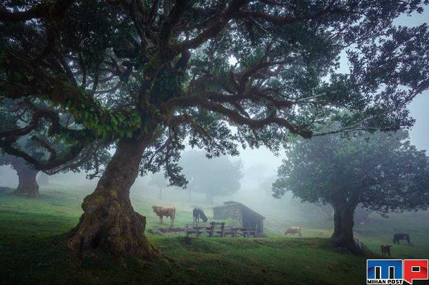 نگاهی به درختان 500 ساله در جنگل جزیره مادیرا + عکس 7 جنگل جزیره مادیرا