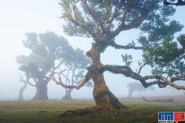 نگاهی به درختان 500 ساله در جنگل جزیره مادیرا + عکس 8 جنگل جزیره مادیرا