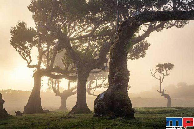 نگاهی به درختان 500 ساله در جنگل جزیره مادیرا + عکس 9 جنگل جزیره مادیرا