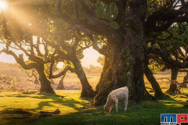 نگاهی به درختان 500 ساله در جنگل جزیره مادیرا + عکس 10 جنگل جزیره مادیرا