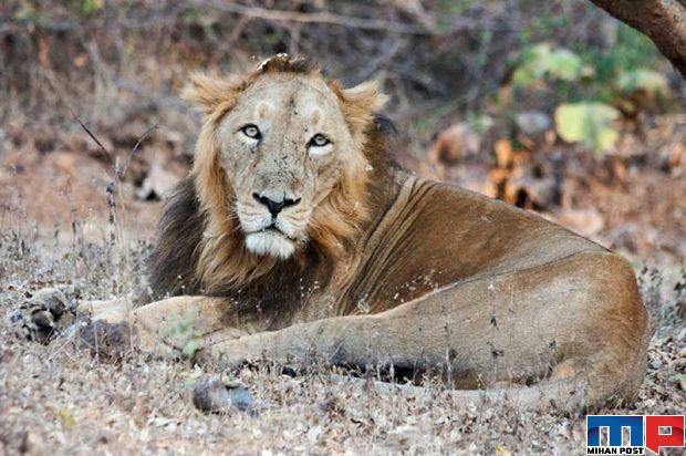 حقایق جالب در مورد هند و نکاتی که احتمالا در مورد این کشور نمیدانستید 9 حقایق جالب در مورد هند