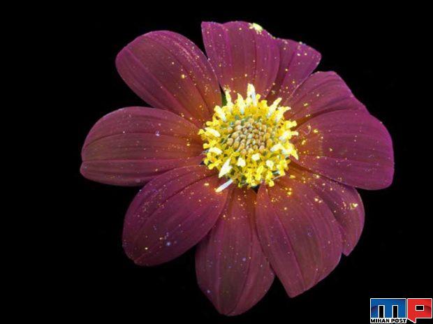 درخشش فلورسنت گل‌ ها