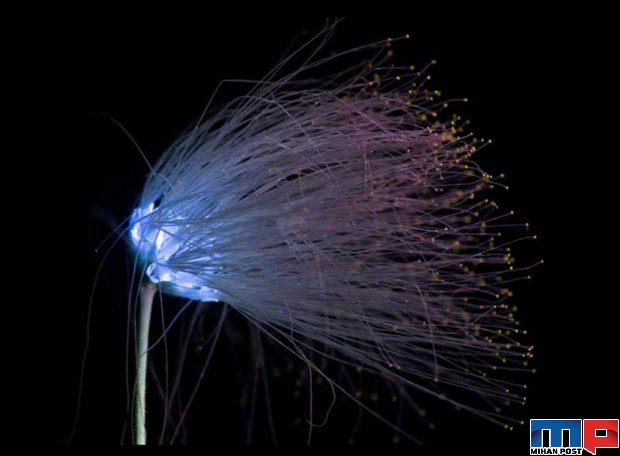 درخشش فلورسنت گل‌ ها