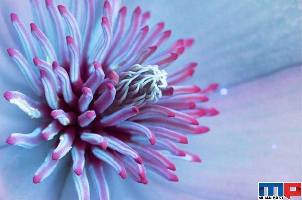 درخشش فلورسنت گل‌ ها