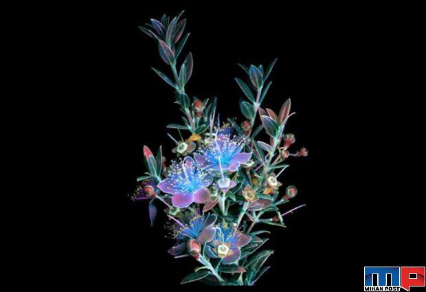 درخشش فلورسنت گل‌ ها