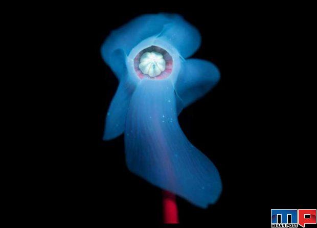 درخشش فلورسنت گل‌ ها