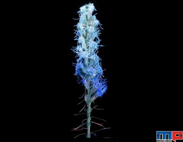 درخشش فلورسنت گل‌ ها