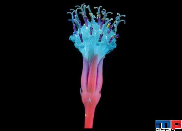 درخشش فلورسنت گل‌ ها 1 16