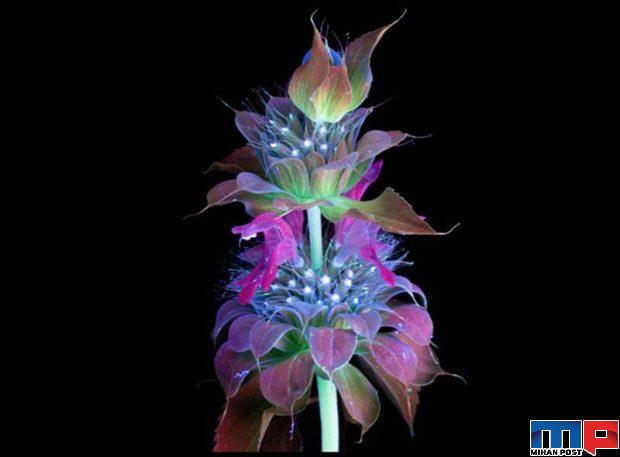 درخشش فلورسنت گل‌ ها