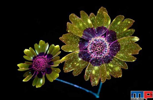 درخشش فلورسنت گل‌ ها