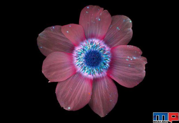 درخشش فلورسنت گل‌ ها