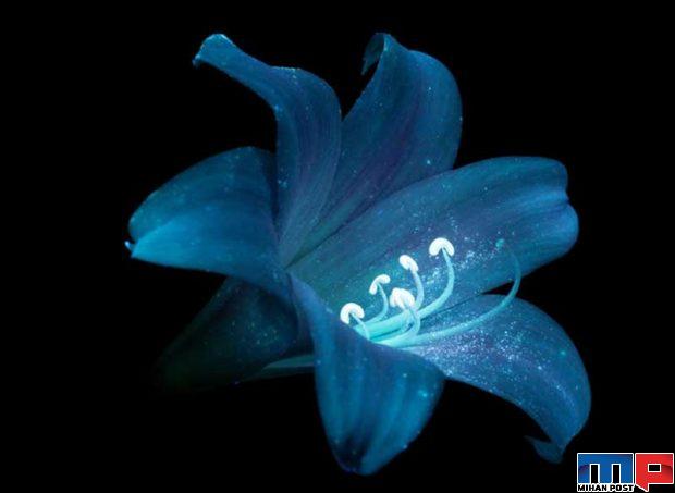 درخشش فلورسنت گل‌ ها