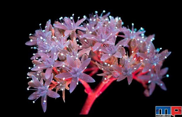 درخشش فلورسنت گل‌ ها