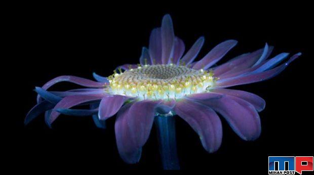 درخشش فلورسنت گل‌ ها