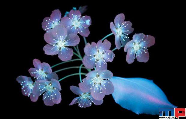درخشش فلورسنت گل‌ ها