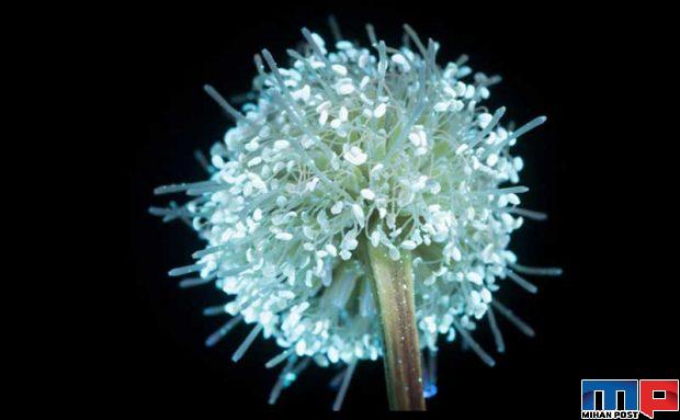 درخشش فلورسنت گل‌ ها