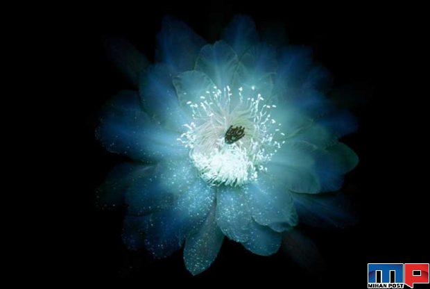 درخشش فلورسنت گل‌ ها