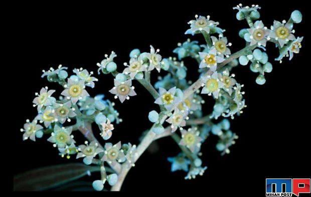 درخشش فلورسنت گل‌ ها