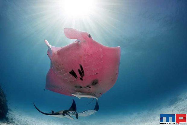 سفره‌ ماهی صورتی