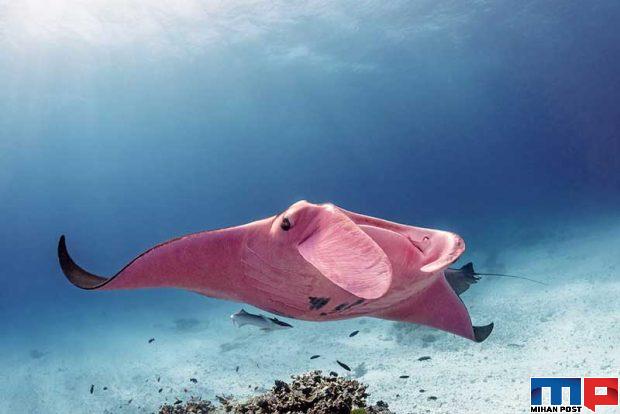 سفره‌ ماهی صورتی