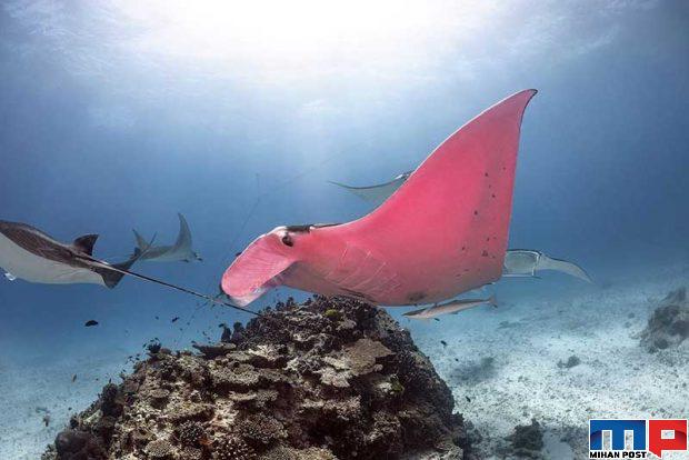 سفره‌ ماهی صورتی