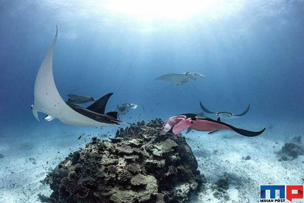 سفره‌ ماهی صورتی