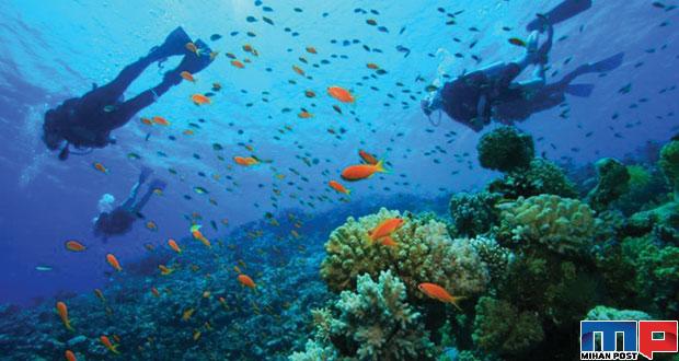 غواصی در تایلند فعالیتی خارق العاده که در هیچ جای جهان تجربه نخواهید کرد 2 غواصی در تایلند