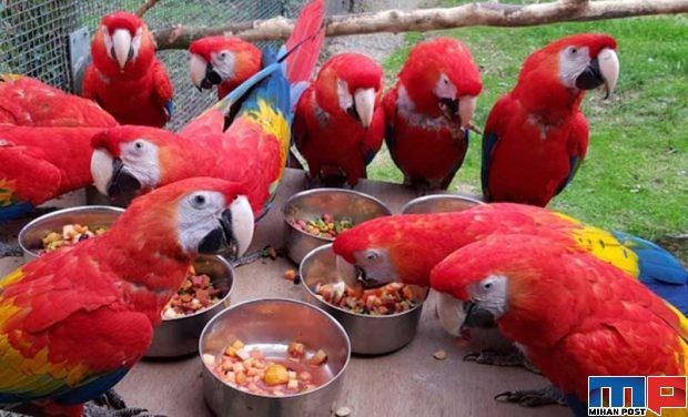 قرنطینه با حیوانات وحشی برای محافظت از باغ وحش 3 قرنطینه با حیوانات وحشی