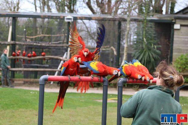 قرنطینه با حیوانات وحشی