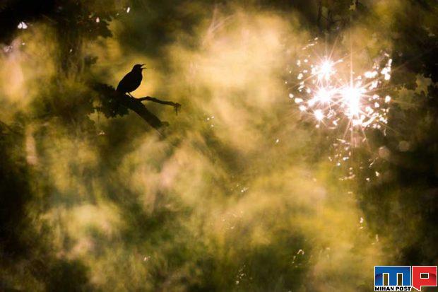 مسابقه عکاسی GDT 2020