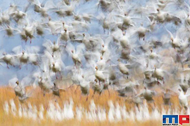 مسابقه عکاسی GDT 2020