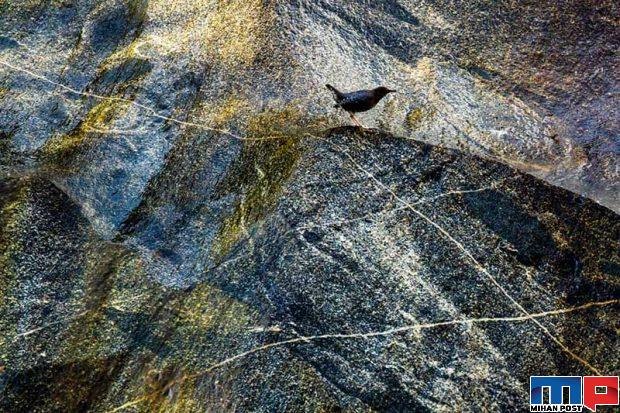 مسابقه عکاسی GDT 2020