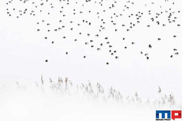 مسابقه عکاسی GDT 2020