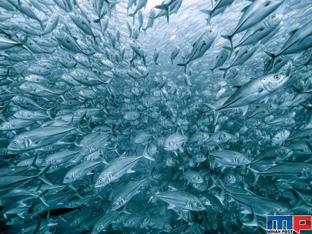 مسابقه عکاسی GDT 2020