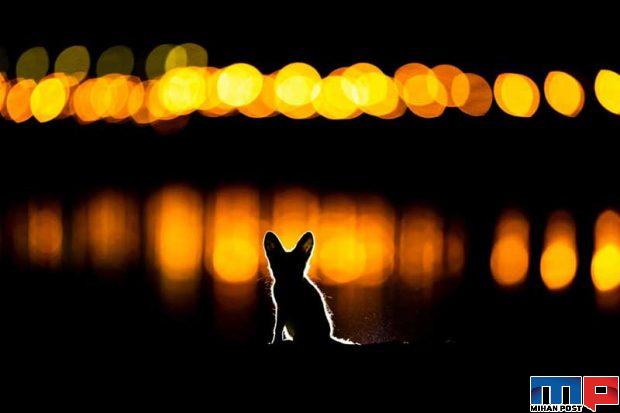 مسابقه عکاسی GDT 2020