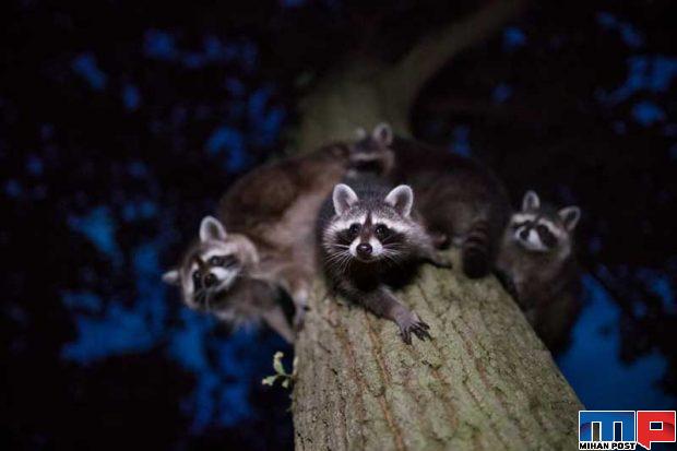 مسابقه عکاسی GDT 2020