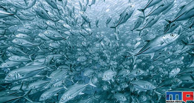 تصاویر برندگان مسابقه عکاسی GDT 2020 را تماشا کنید 15 مسابقه عکاسی GDT 2020