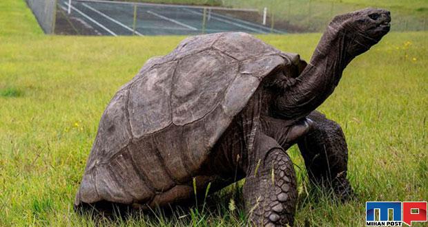 نگاهی به زندگی جاناتان پیرترین لاک پشت جهان در جزیره سیشل 4 پیرترین لاک پشت جهان