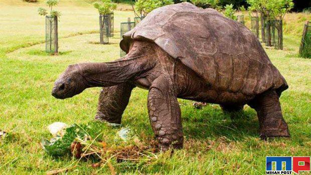 پیرترین لاک پشت جهان