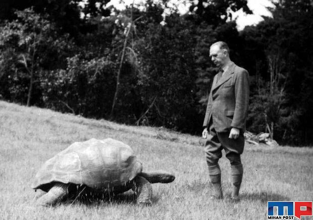 پیرترین لاک پشت جهان