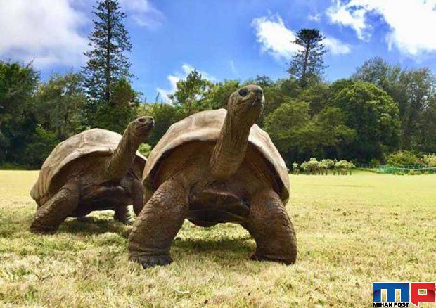 پیرترین لاک پشت جهان