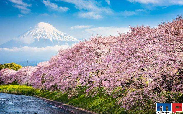 سفر به ژاپن در فصل بهار تماشای مناظر خیره کننده این کشور + عکس 4 ژاپن در فصل بهار
