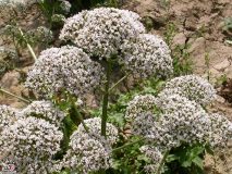 درمان افسردگی با طب سنتی