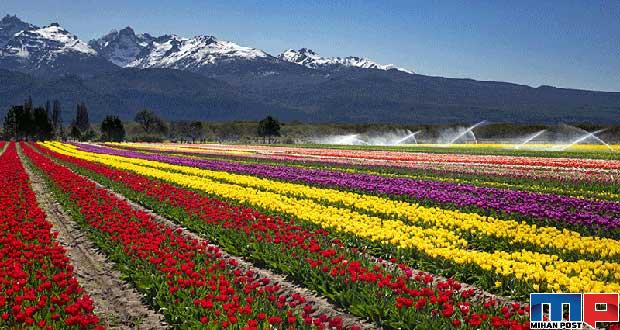 نگاهی به دشت لاله های کرج جاذیه گردشگری در نزدیکی تهران 13 دشت لاله های کرج