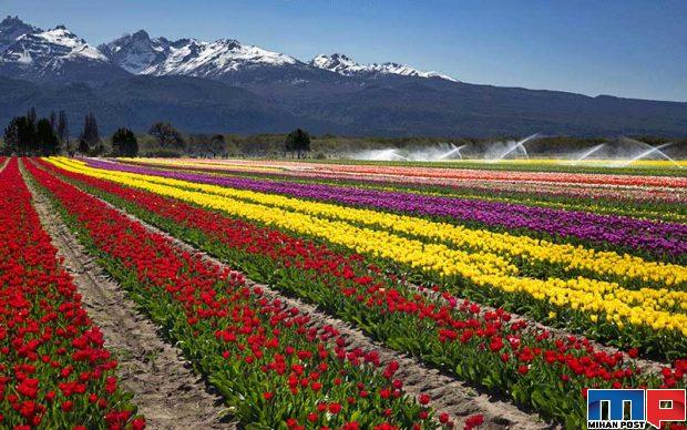 نگاهی به دشت لاله های کرج جاذیه گردشگری در نزدیکی تهران 5 دشت لاله های کرج