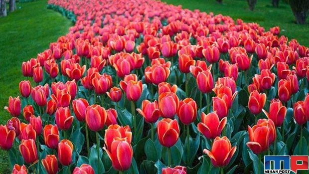 نگاهی به دشت لاله های کرج جاذیه گردشگری در نزدیکی تهران 3 دشت لاله های کرج
